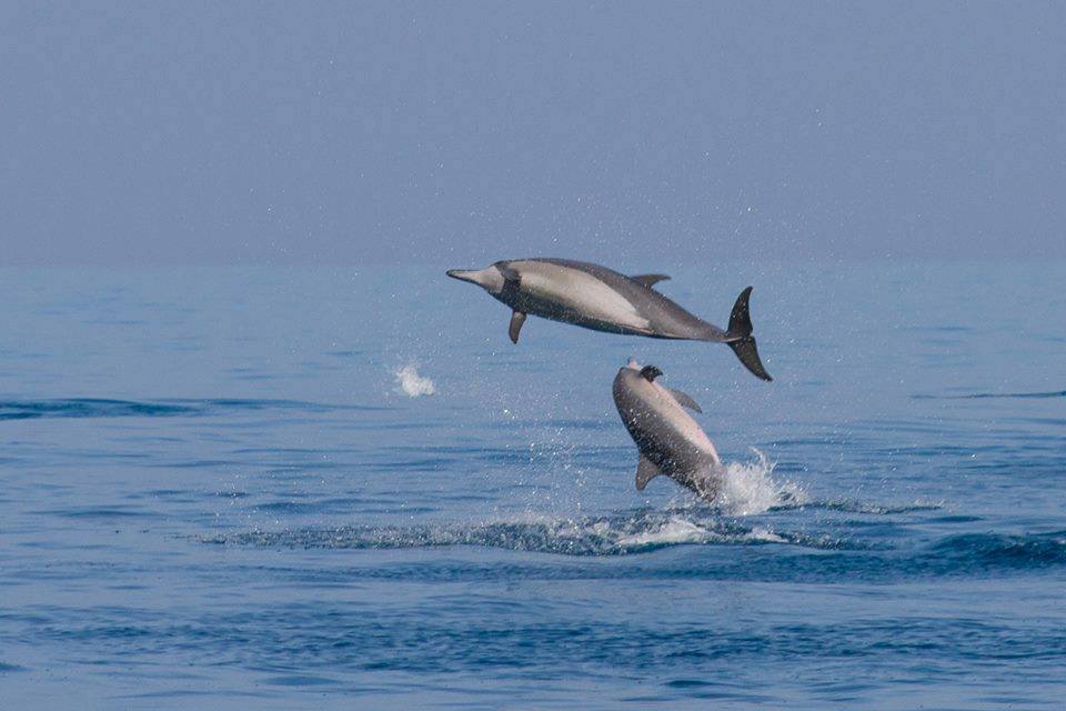 10712921 1481221698828228 2031685880033951413 n