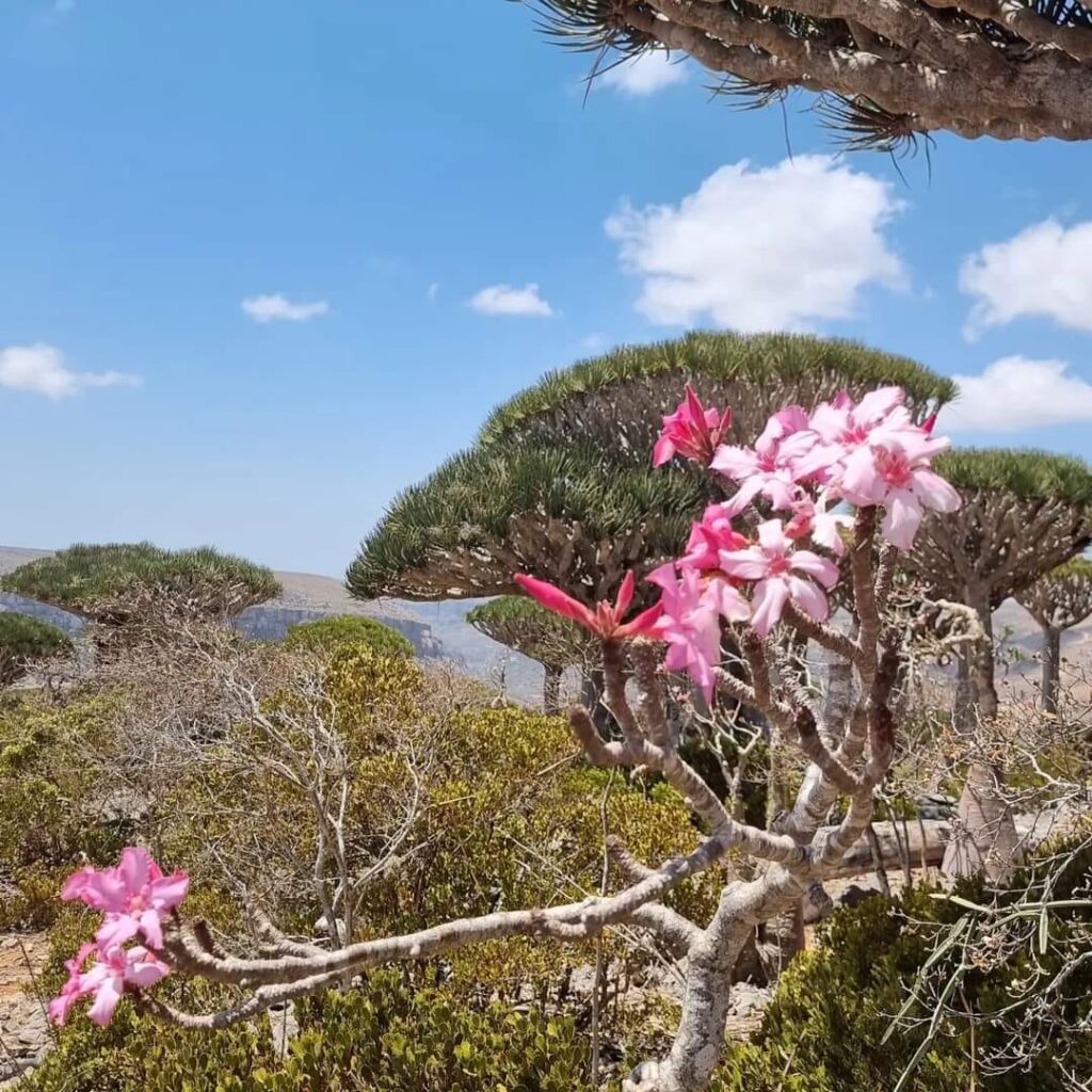 Flora and Fauna Extravaganza: Socotra's Unique Biodiversity
