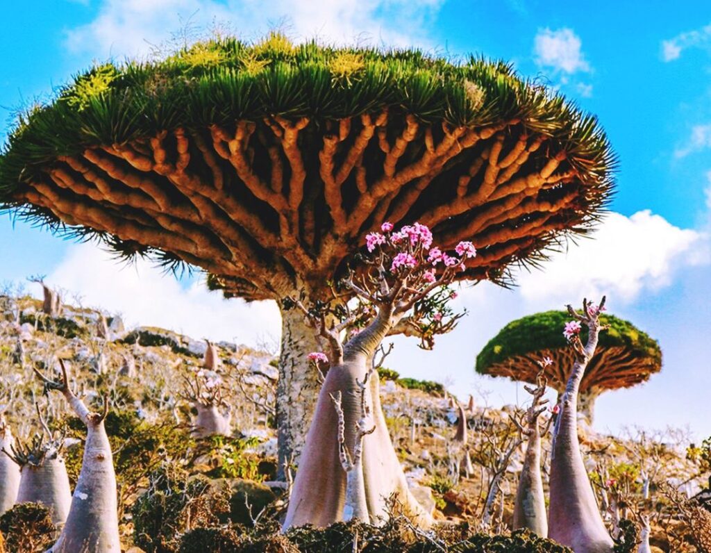 67307766 108832237118798 5019037355483332608 n