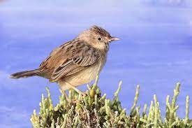 Socotra cisticola