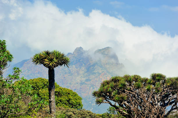 istockphoto 1066257616 612x612 1