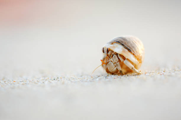 istockphoto 1066262306 612x612 1