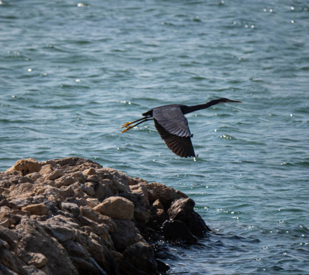 istockphoto 1192910971 612x612 1