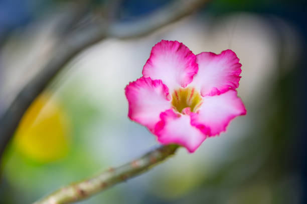 istockphoto 1297971307 612x612 1