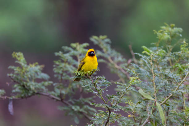 istockphoto 1336896842 612x612 1