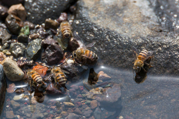 istockphoto 1340273043 612x612 1