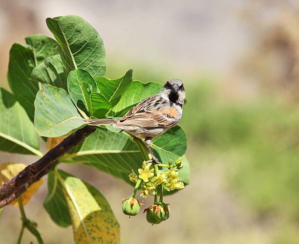 istockphoto 177234129 612x612 1