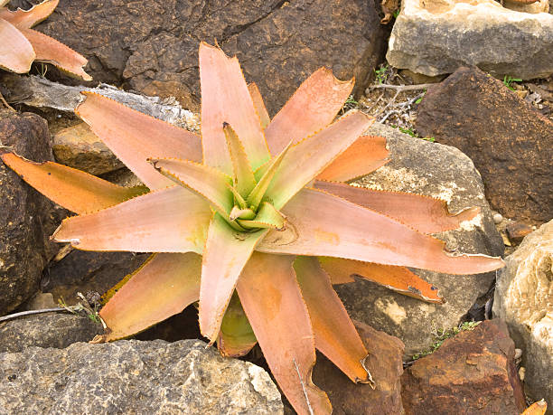 istockphoto 183408159 612x612 1