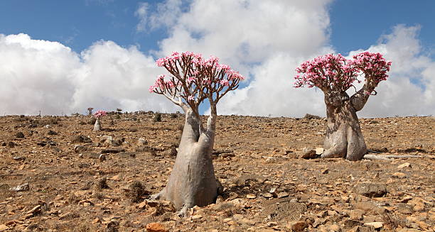 istockphoto 497133575 612x612 1