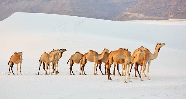 istockphoto 515085626 612x612 1