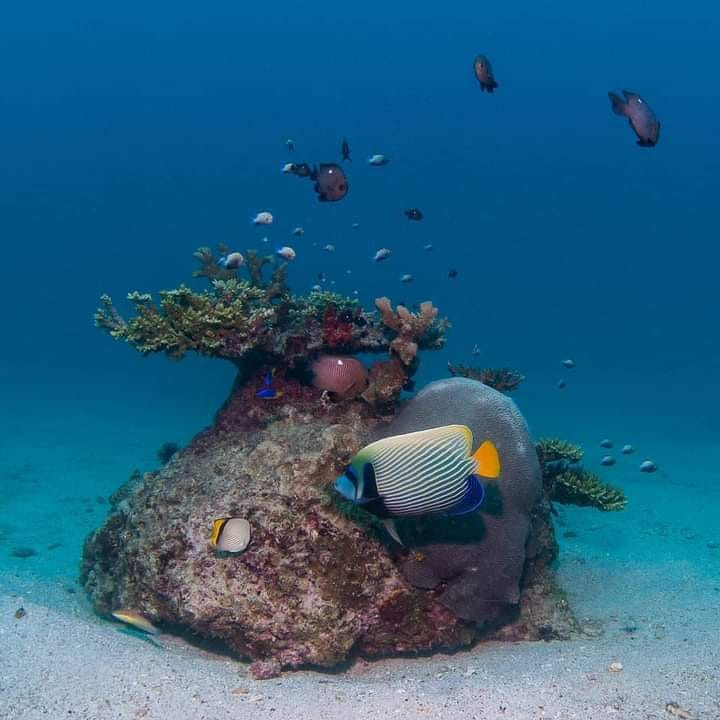 196655703 4019780668138115 2513508483907775375 n