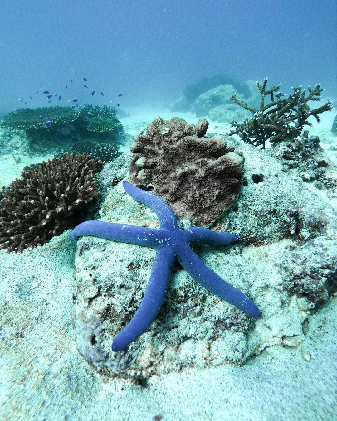 Socotra Marine Life: Explore The Enchanting Underwater World Of Socotra ...