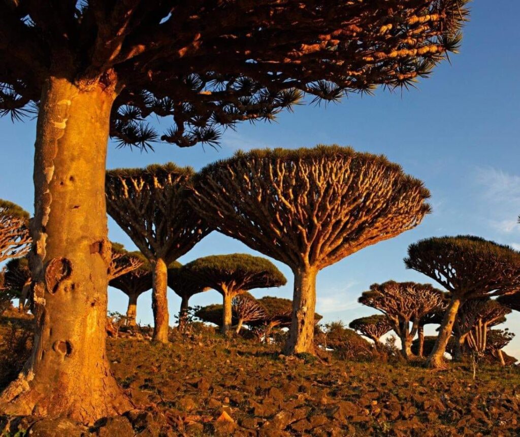 Island of the Dragon's Blood