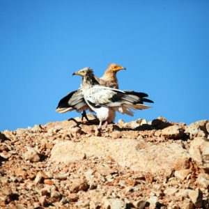 Socotra’s Wings & Wilderne