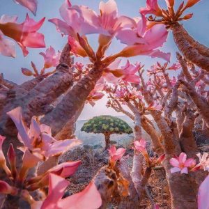 Socotra Island Packages